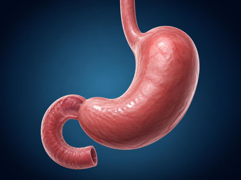 Stomach